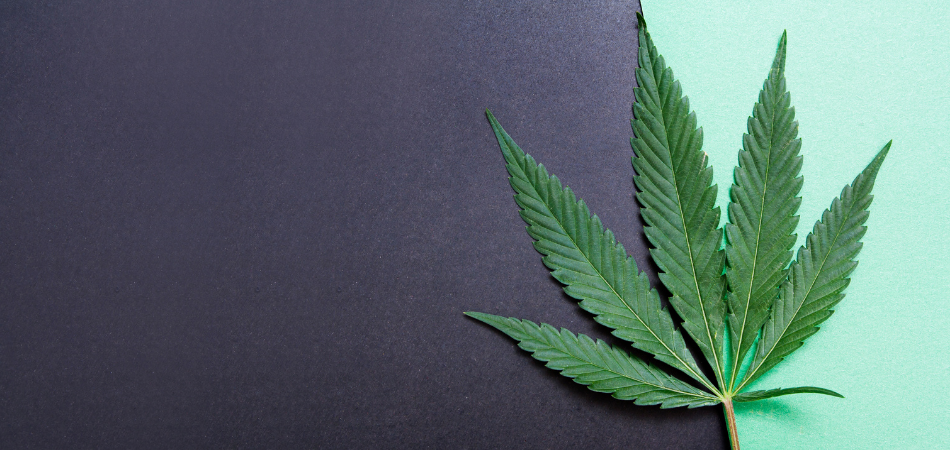 cannabis-addiction-cannabis-leaf